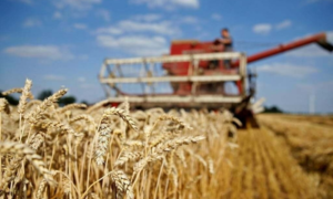 Wheat production target set 33.58 mln tons to cater national requirement